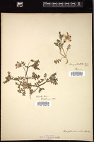 Thumbnail for <i>Nemophila maculata</i> <i></i> …