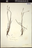 Thumbnail for <i>Sisyrinchium bermudiana</i> <i></i> …