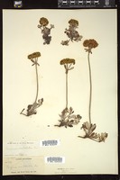 Thumbnail for <i>Eriogonum umbellatum</i> <i></i> …