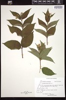 Thumbnail for <i>Diervilla lonicera</i> <i></i> …