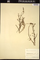 Thumbnail for <i>Campanula rotundifolia</i> <i></i> …