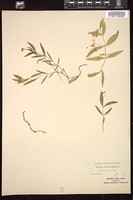 Thumbnail for <i>Arenaria macrophylla</i> <i></i> …