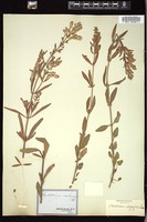 Thumbnail for <i>Scutellaria integrifolia</i> <i></i> …