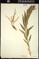Thumbnail for <i>Amsonia salicifolia</i> <i></i> …