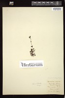 Thumbnail for <i>Veronica serpyllifolia</i> <i></i> …