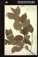 Thumbnail for <i>Cornus alternifolia</i> <i></i> …