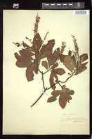 Thumbnail for <i>Clethra alnifolia</i> <i></i> …