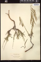 Thumbnail for <i>Boechera suffrutescens</i> <i></i> …