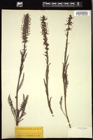 Thumbnail for <i>Pedicularis groenlandica</i> <i></i> …