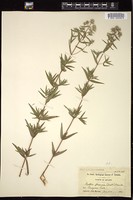 Thumbnail for <i>Pycnanthemum flexuosum</i> <i></i> …