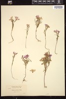 Thumbnail for <i>Clarkia pulchella</i> <i></i> …