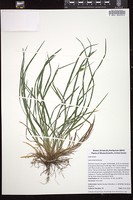Thumbnail for <i>Carex blanda</i> <i></i> …