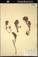 Thumbnail for <i>Orthocarpus castillejoides</i> <i></i> …