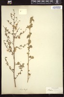 Thumbnail for <i>Abutilon texense</i> <i></i> …