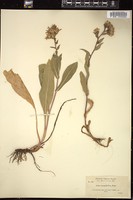 Thumbnail for <i>Eurybia integrifolia</i> <i></i> …