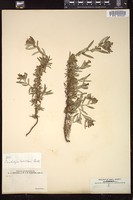 Thumbnail for <i>Eriodictyon tomentosum</i> <i></i> …