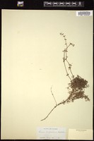Thumbnail for <i>Galium californicum</i> <i></i> …