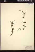 Thumbnail for <i>Epilobium alpinum</i> <i></i> …