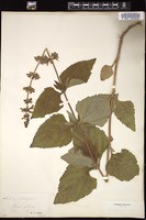 Thumbnail for <i>Salvia urticifolia</i> <i></i> …