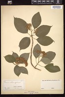 Thumbnail for <i>Cornus alternifolia</i> <i></i> …