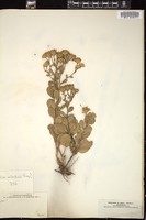 Thumbnail for <i>Eurybia radulina</i> <i></i> …