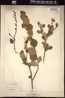 Thumbnail for <i>Betula pumila</i> <i></i> …