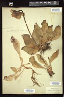 Thumbnail for <i>Sarracenia purpurea</i> <i></i> …