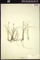 Thumbnail for <i>Carex dioica</i> <i></i> …