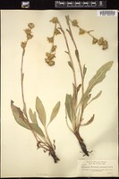 Thumbnail for <i>Pyrrocoma racemosa</i> <i></i> …