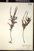 Thumbnail for <i>Verbena angustifolia</i> <i></i> …