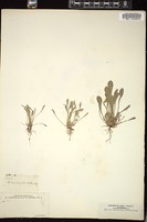 Thumbnail for <i>Antennaria dimorpha</i> <i></i> …