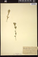 Thumbnail for <i>Spigelia loganioides</i> <i></i> …