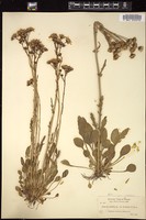 Thumbnail for <i>Packera streptanthifolia</i> <i></i> …
