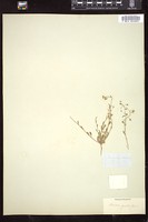Thumbnail for <i>Vesicaria gracilis</i> <i></i> …