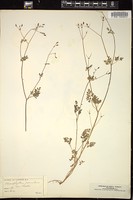 Thumbnail for <i>Chaerophyllum procumbens</i> <i></i> …