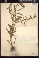 Thumbnail for <i>Ammannia latifolia</i> <i></i> …