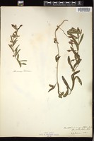Thumbnail for <i>Scutellaria angustifolia</i> <i></i> …