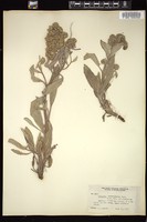 Thumbnail for <i>Phacelia heterophylla</i> <i></i> …