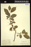 Thumbnail for <i>Halesia tetraptera</i> <i></i> …