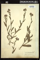 Thumbnail for <i>Anchusa officinalis</i> <i></i> …