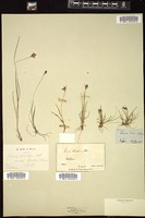 Thumbnail for <i>Carex bicolor</i> <i></i> …