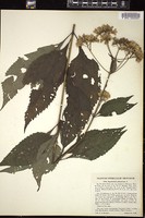 Thumbnail for <i>Eutrochium purpureum</i> <i></i> …