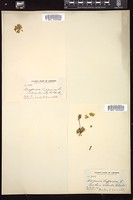 Thumbnail for <i>Diapensia lapponica</i> <i></i> …