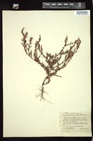 Thumbnail for <i>Polygonum ramosissimum</i> <i></i> …