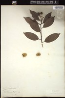 Thumbnail for <i>Acrodiclidium wrightii</i> <i></i> …