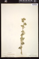Thumbnail for <i>Abutilon texense</i> <i></i> …