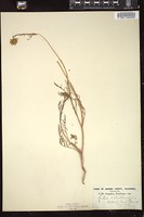 Thumbnail for <i>Gilia achilleifolia</i> <i></i> …
