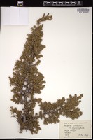 Thumbnail for <i>Juniperus communis</i> <i></i> …