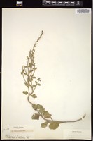 Thumbnail for <i>Verbena canescens</i> <i></i> …