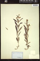 Thumbnail for <i>Lysimachia quadrifolia</i> <i></i> …